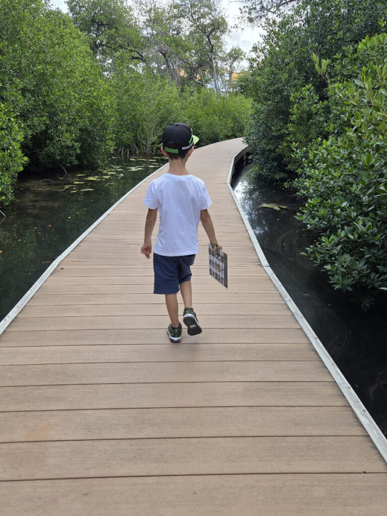 kudk kar Mangrovenwald