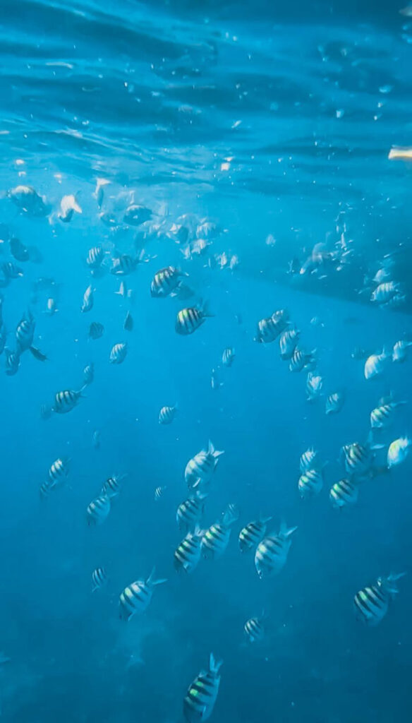 kudk kar bunte Fische